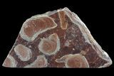 Polished Stromatolite (Jurusania) From Russia - Million Years #73922-2